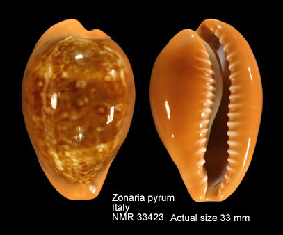 Zonaria pyrum (17).JPG - Zonaria pyrum(Gmelin,1791)